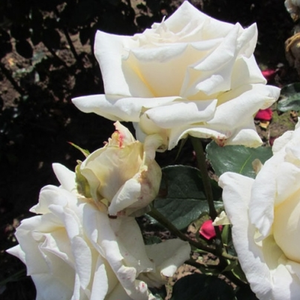 Matig geurende roos - Benjamin Britten